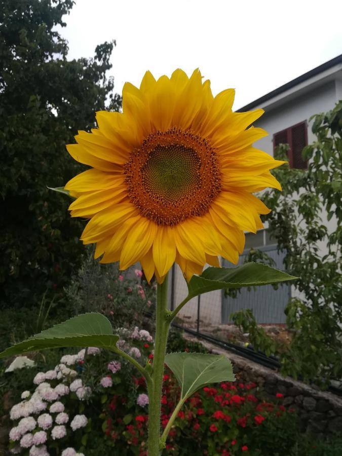 Affitta Camere Casa Delle Rose Villanova Monteleone Eksteriør bilde